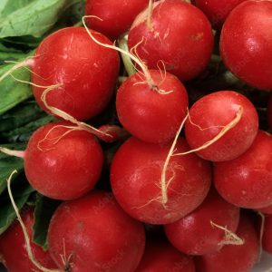 Radis rond la botte